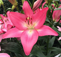 Lilium Arbatax mayorista