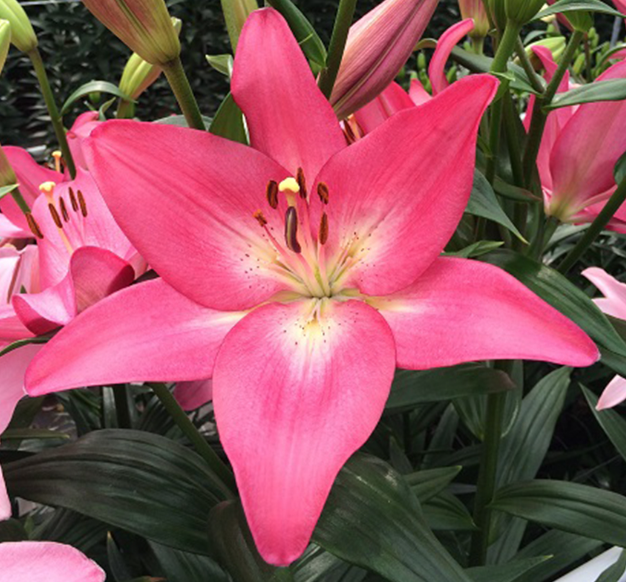 Lilium Arbatax mayorista