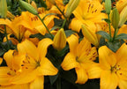 Lilium Beau Soleil mayorista