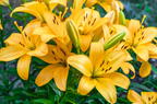 Lilium Beau Soleil mayorista