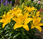 Lilium Beau Soleil mayorista