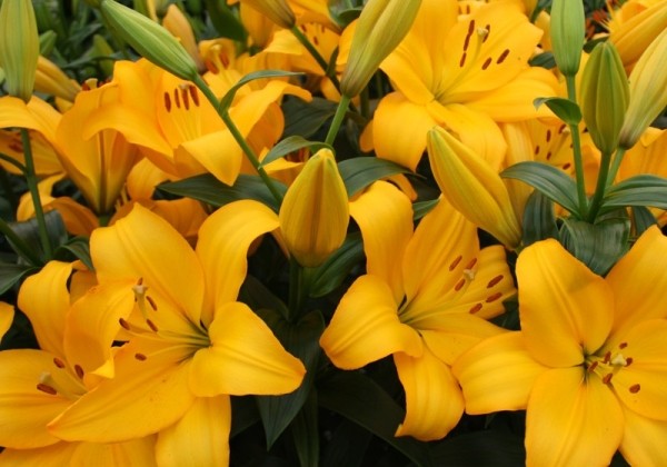 Lilium Beau Soleil mayorista