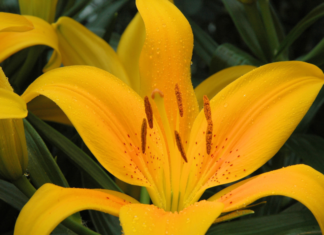 Lilium Tiny Bee mayorista