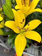 Lilium Tiny Bee mayorista