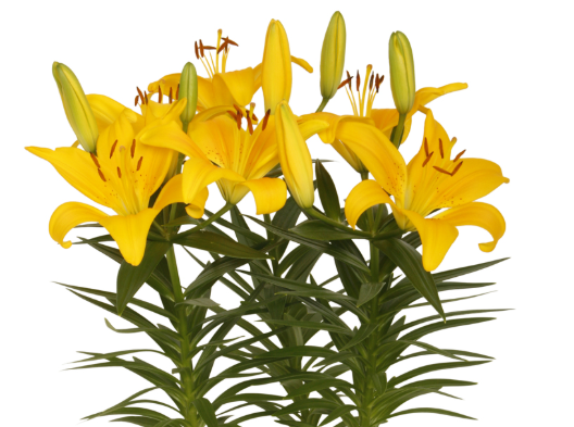 Lilium Tiny Bee mayorista