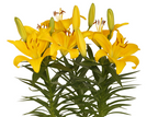 Lilium Tiny Bee mayorista