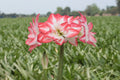 Amaryllis Blossom Peacock mayorista