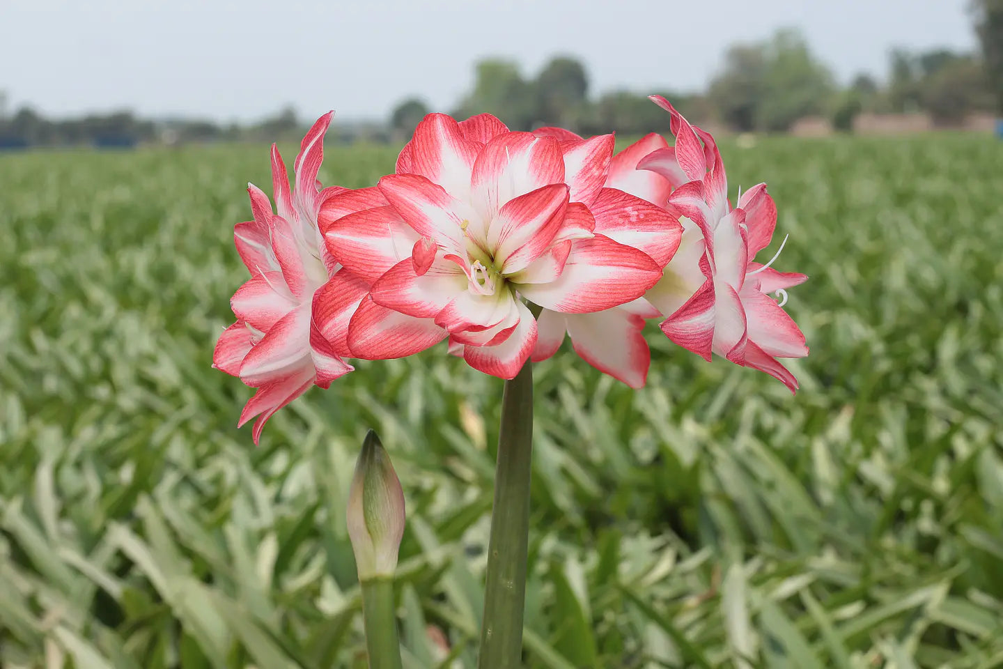 Amaryllis Blossom Peacock mayorista