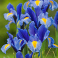 Iris holándica Blue Magic
