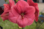 Amaryllis Bolero mayorista