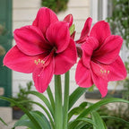 Amaryllis Bolero mayorista