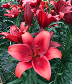 Lilium Calabria