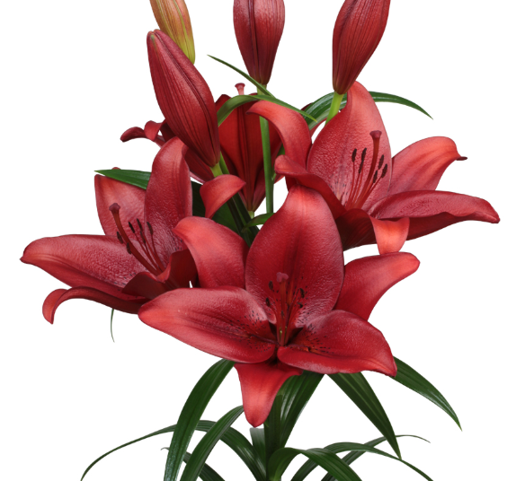 Lilium Calabria