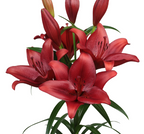 Lilium Calabria