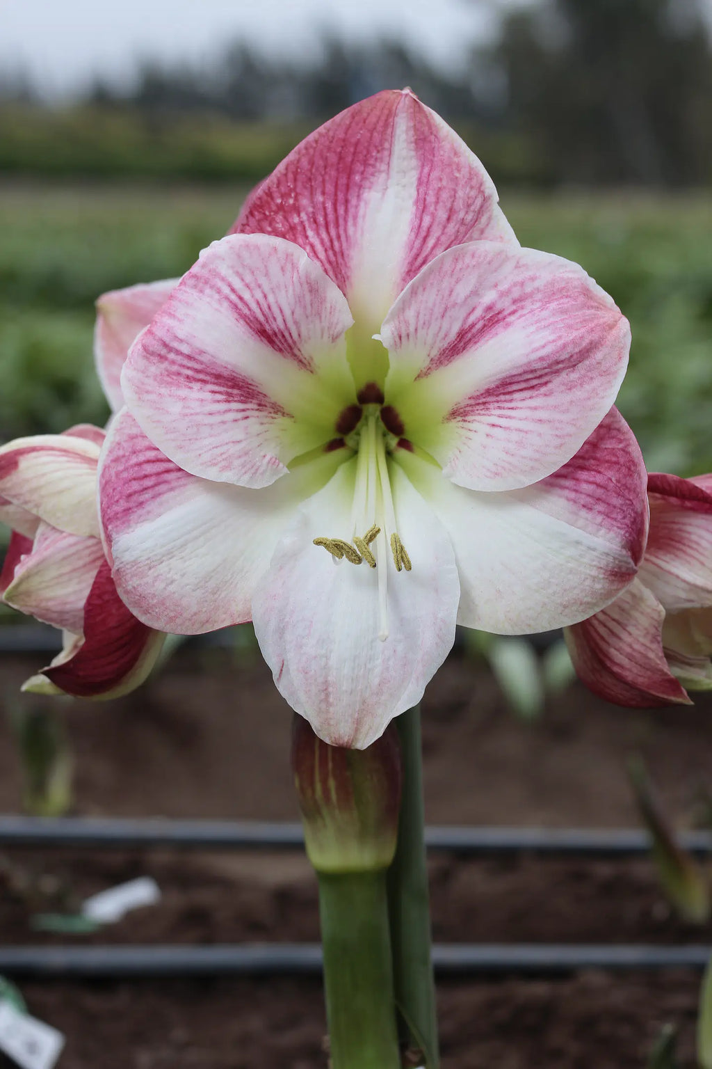 Amaryllis Cherry Blossom mayorista