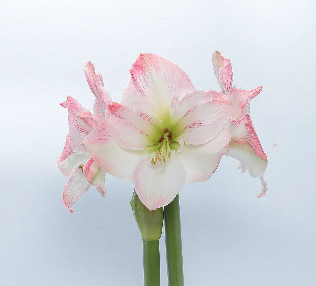 Amaryllis Cherry Blossom mayorista