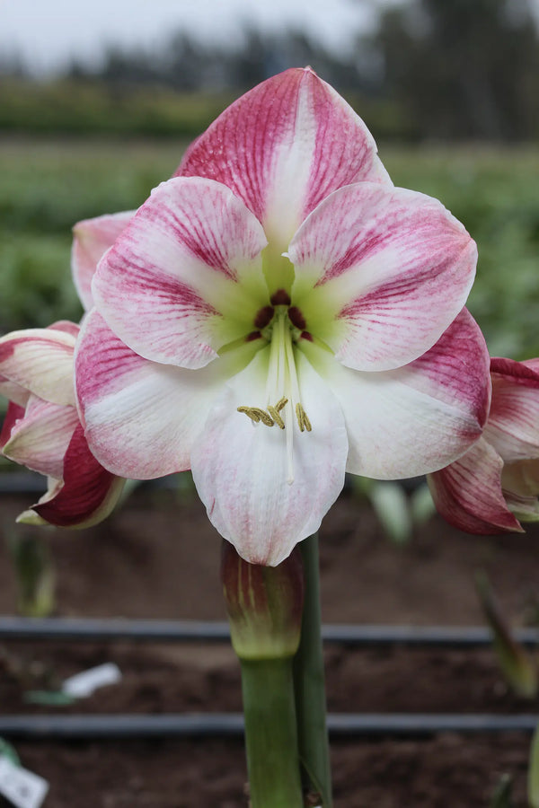 Amaryllis Cherry Blossom mayorista