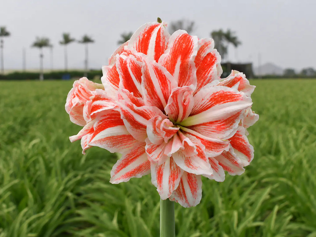 Amaryllis Dancing Queen mayorista