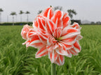Amaryllis Dancing Queen mayorista