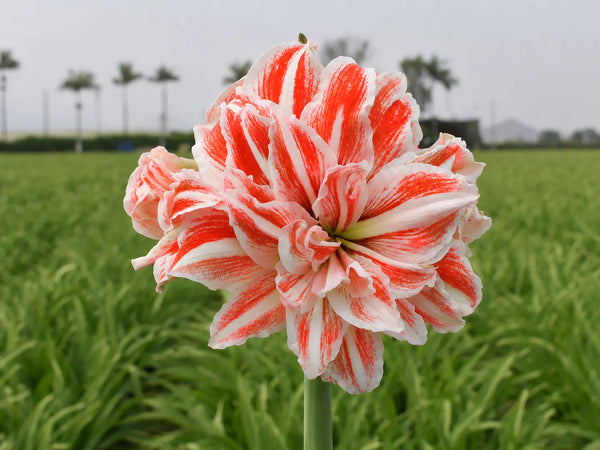 Amaryllis Dancing Queen mayorista