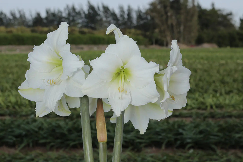 Amaryllis Denver mayorista