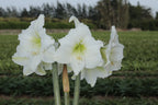 Amaryllis Denver mayorista