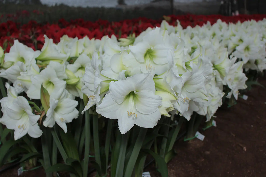Amaryllis Denver mayorista