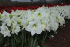Amaryllis Denver mayorista
