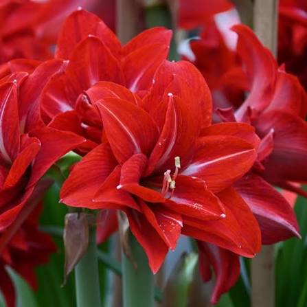 Amaryllis Wax dorado mayorista