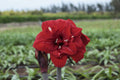 Amaryllis Double King mayorista