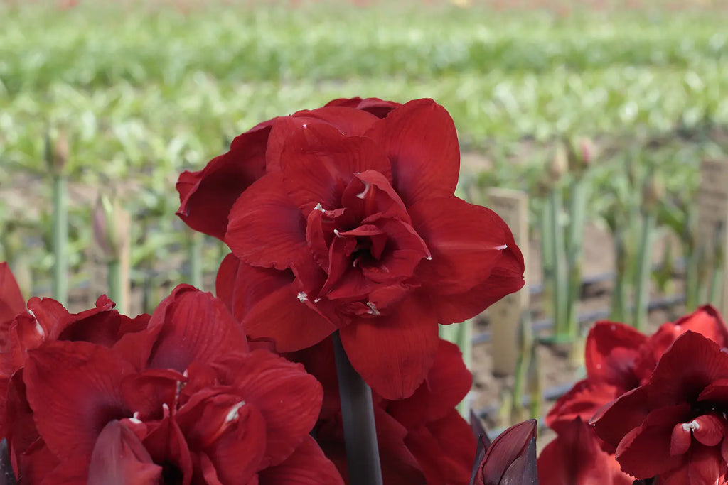 Amaryllis Double King mayorista