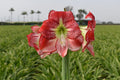 Amaryllis Flamenco Queen mayorista
