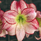 Amaryllis Flamenco Queen mayorista