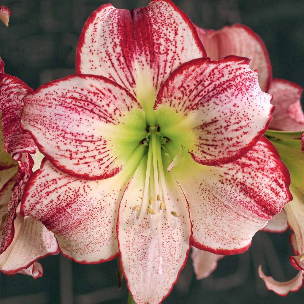 Amaryllis Flamenco Queen mayorista