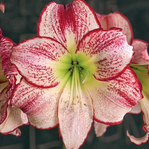 Amaryllis Flamenco Queen mayorista