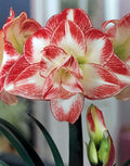 Amaryllis Flaming Peacock mayorista