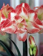 Amaryllis Flaming Peacock mayorista