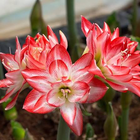Amaryllis Flaming Peacock mayorista