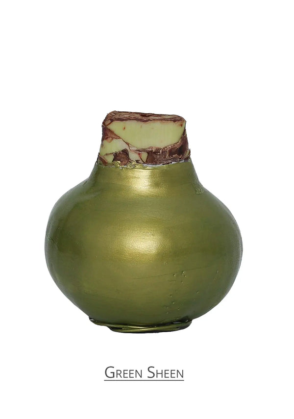 Amaryllis Wax green sheen mayorista