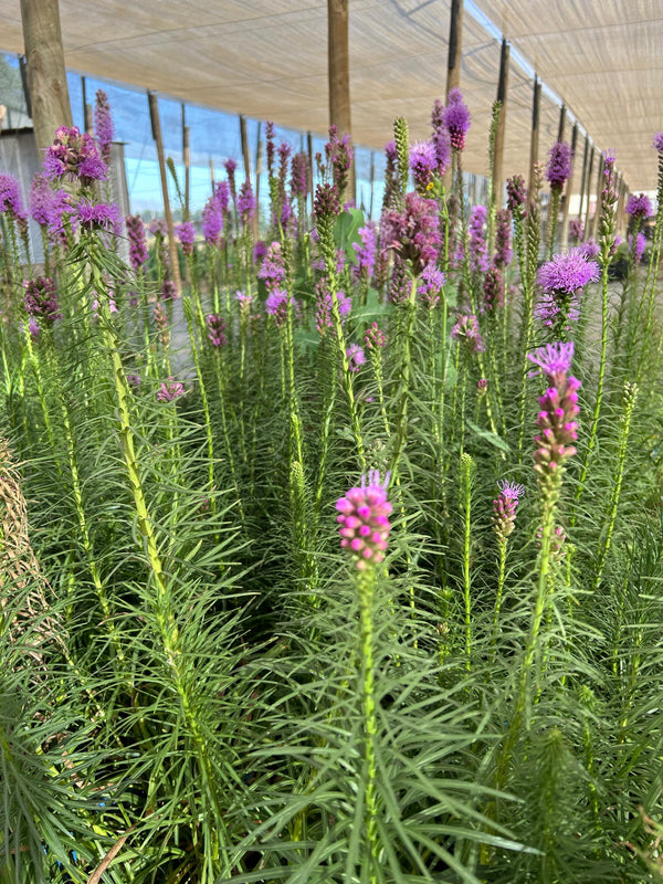Liatris Spicata Ingevroren mayorista
