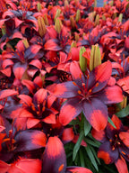 Lilium Tiny Ink mayorista