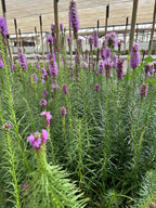 Liatris Spicata Ingevroren mayorista