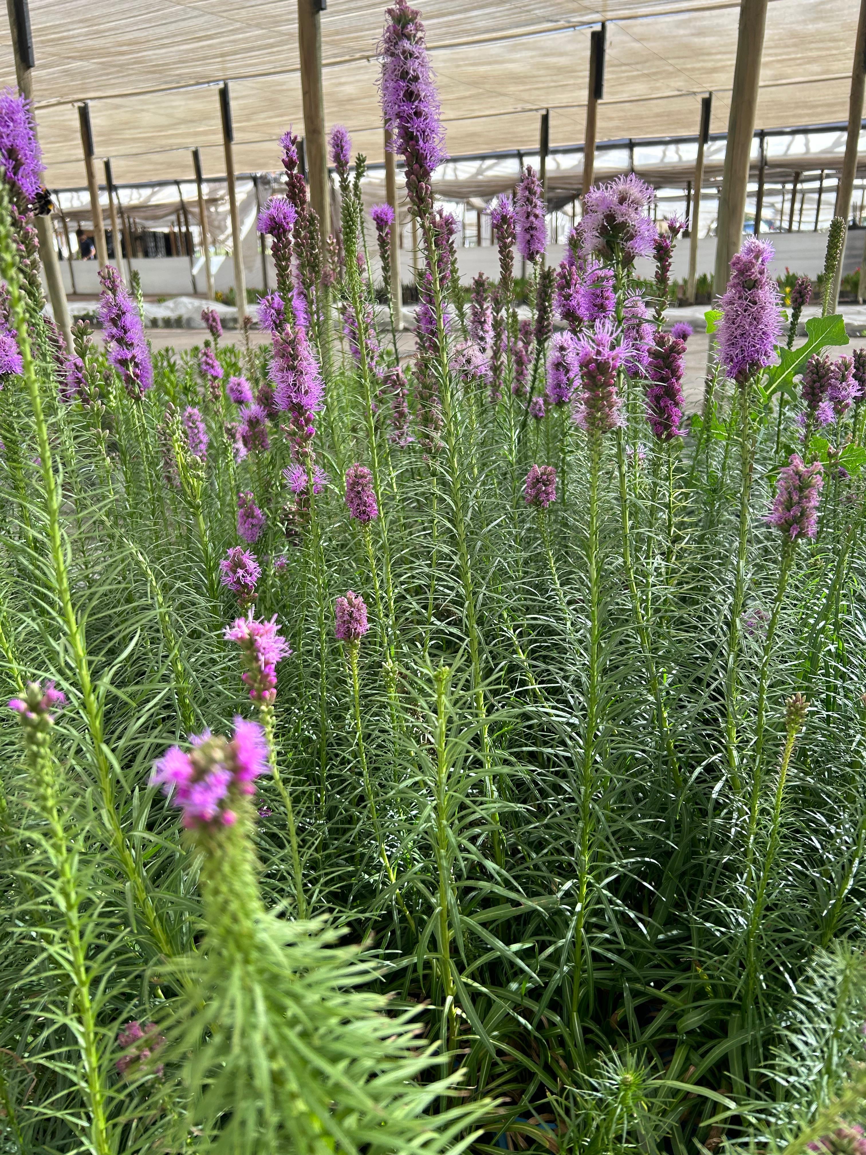 Liatris Spicata Ingevroren mayorista