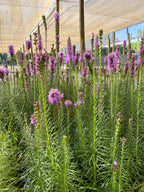 Liatris Spicata Ingevroren mayorista
