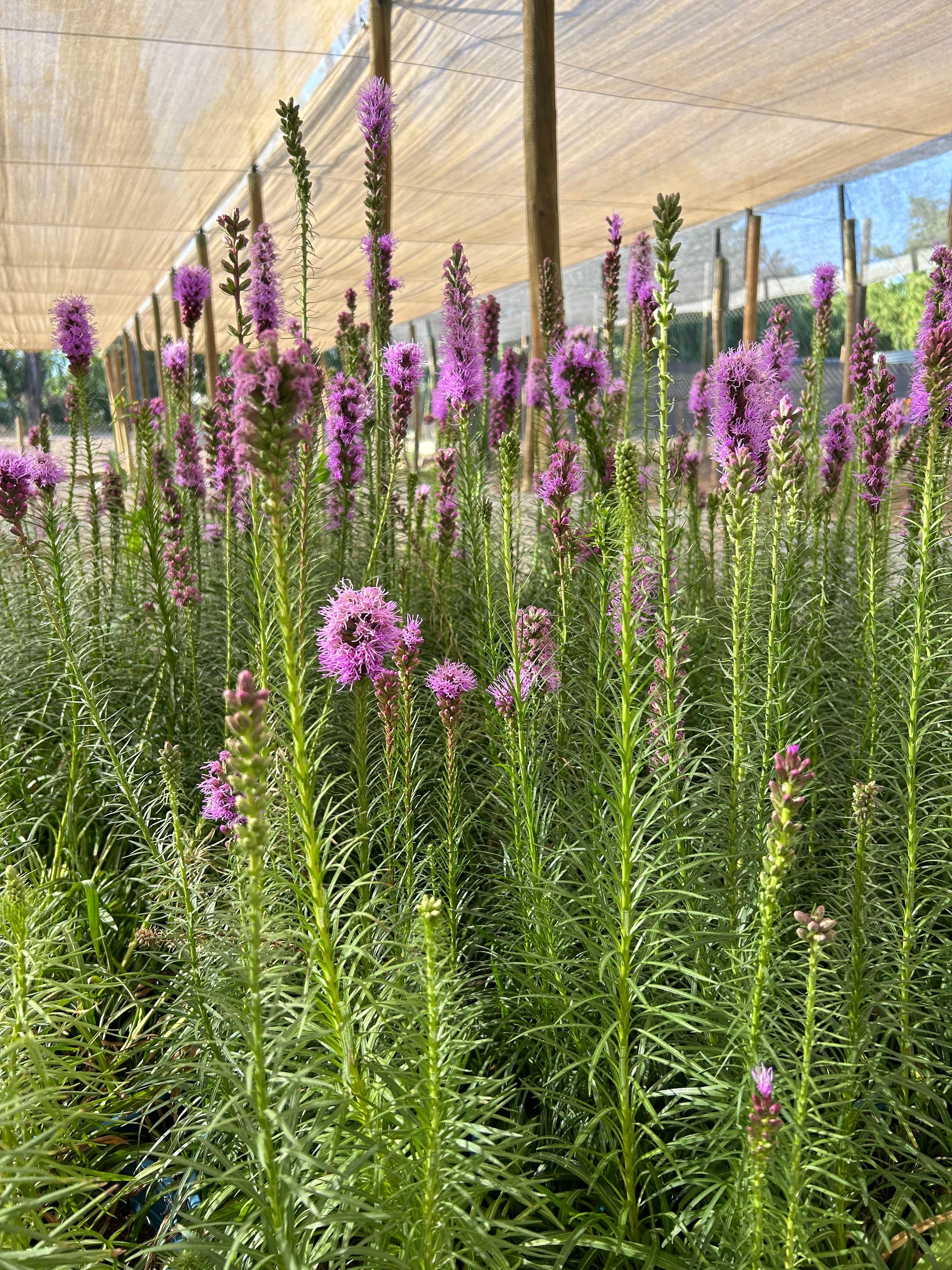 Liatris Spicata Ingevroren mayorista