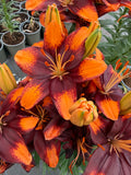 Lilium Tiny Lion mayorista