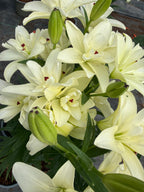 Lilium Pura Puro mayorista