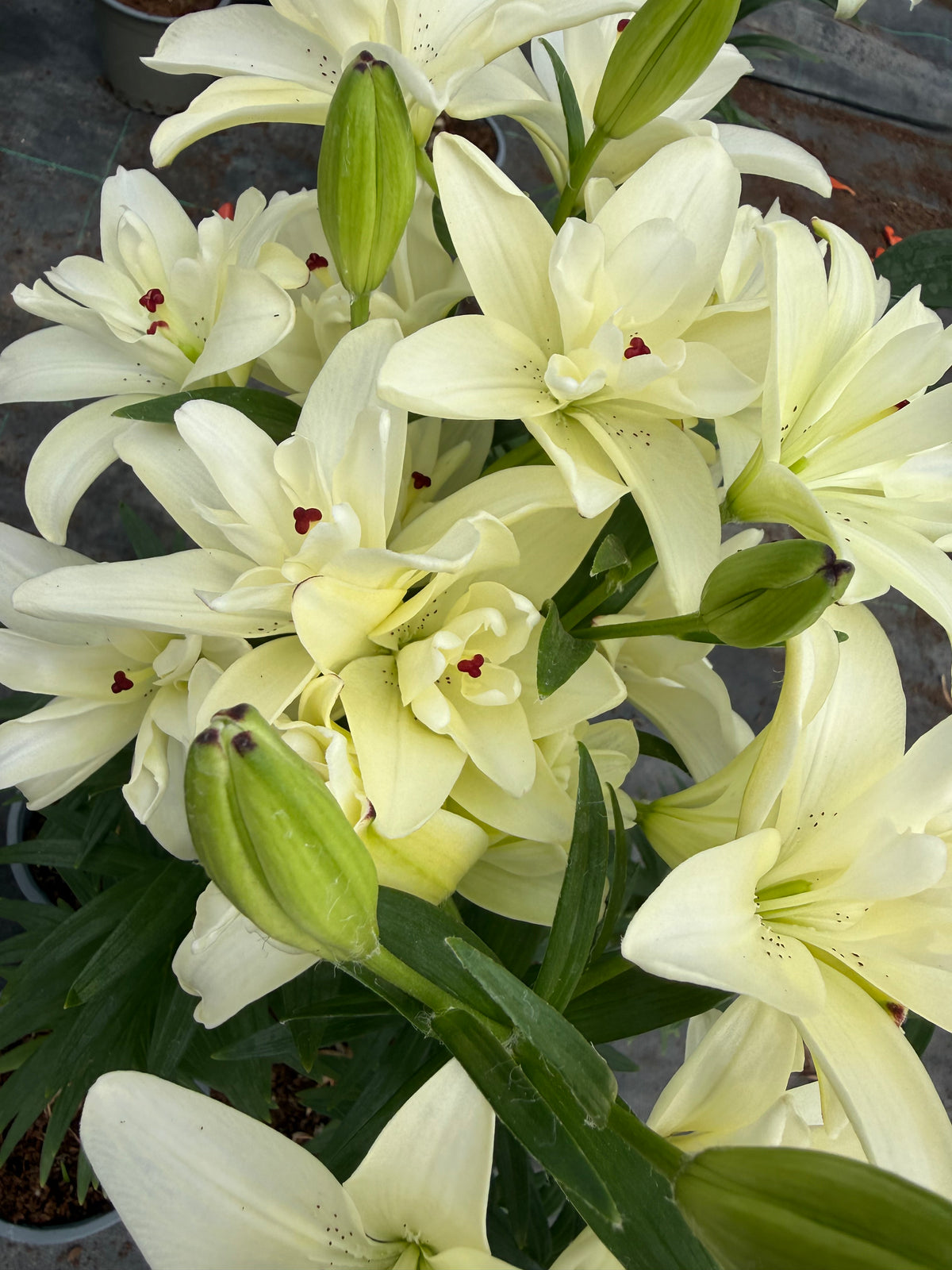 Lilium Pura Puro mayorista