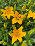 Lilium Tiny Bee mayorista