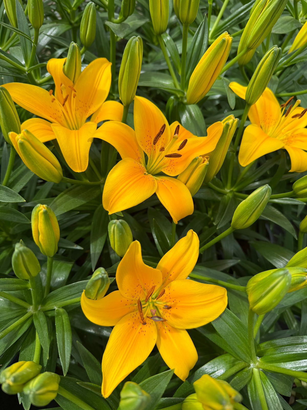 Lilium Tiny Bee mayorista